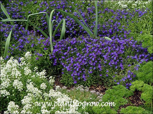 Lobelia Blue Moon growing with the white flowering Sweet Alyssum, Allium and Parsley.